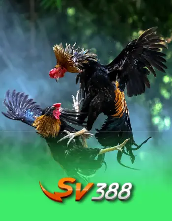 SV388 Cockfight