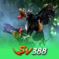 SV388 Cockfight
